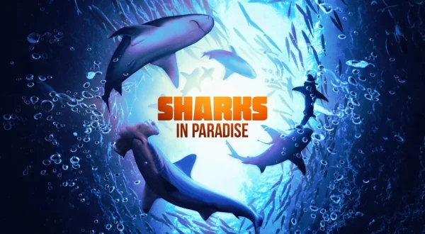 Sharks in Paradise
