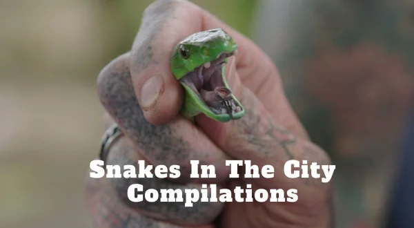 Snakes In The City Compilations