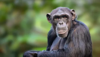 Uganda, lo sguardo di uno scimpanzé
