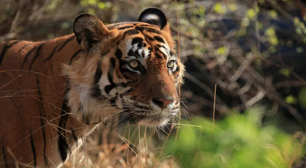 Τα Μυστικά των Αρπακτικών | Secret Life Of Predators