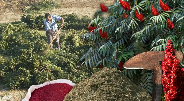 El zumaque o sumac. Recolección, trilla y uso tradicional para curtir pieles, tinte y gastronomía