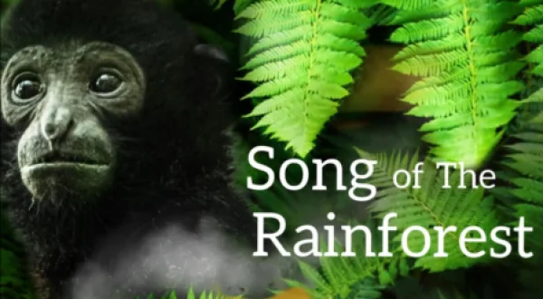 Song of the Rainforest