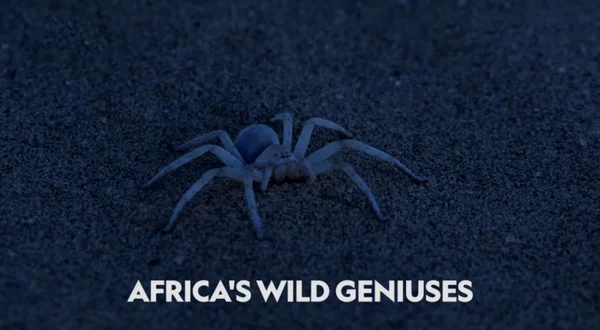 Africa's Wild Geniuses