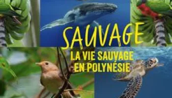 Sauvage