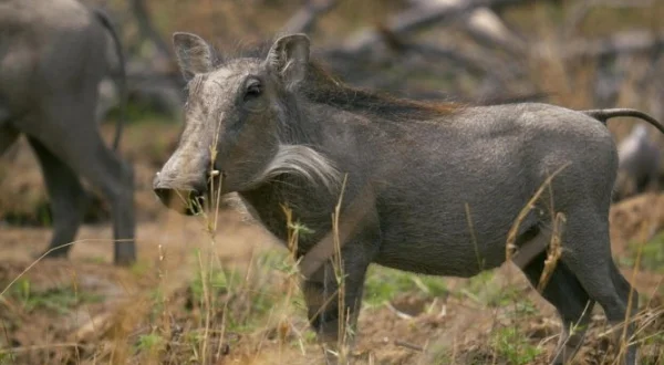 Destins Animal