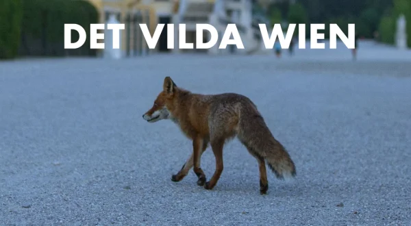 Det Vilda Wien