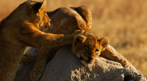 Killer Safari: Gefährliche Begegnungen