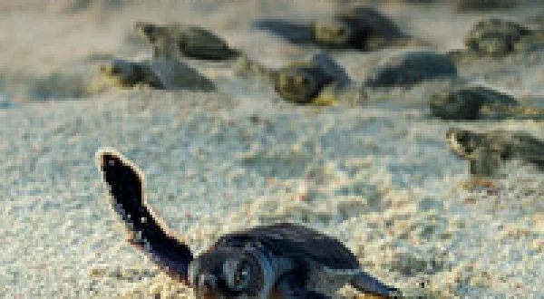 Incredible Animal Journeys