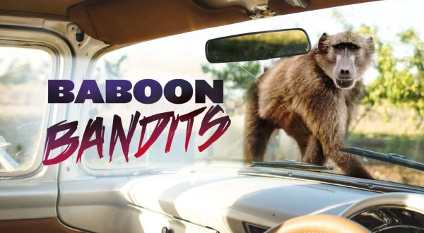Baboon Bandits