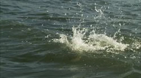 Largemouth and Grouper in Florida