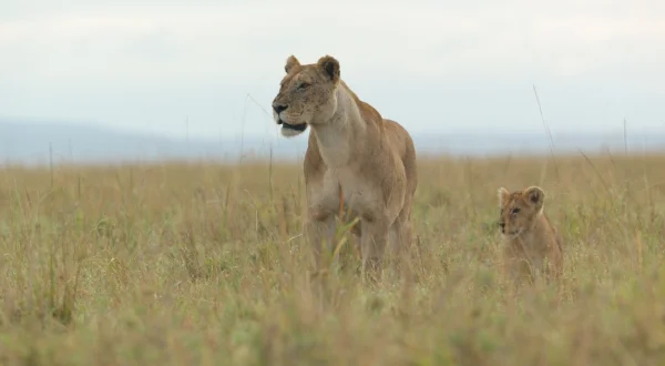 Lion – Die Löwen-Saga
