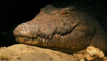 Los cocodrilos de Katuma