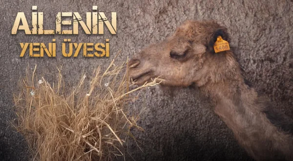 Ailenin Yeni Üyesi