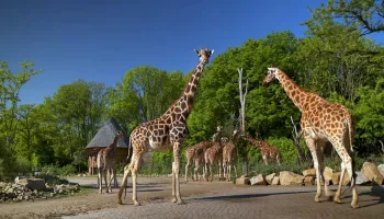 Die 30 schönsten Geschichten aus dem Berliner Tierpark