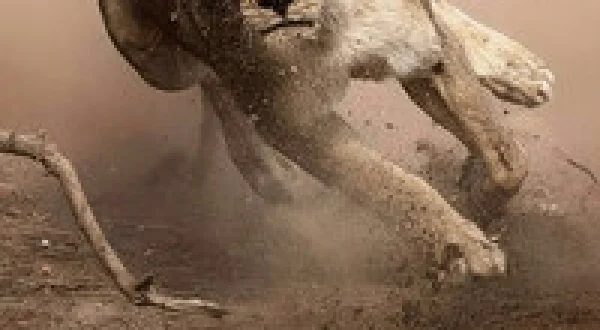 Wild Battleground