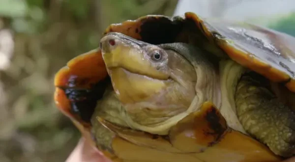 Nigel Marven's Wild Philippines