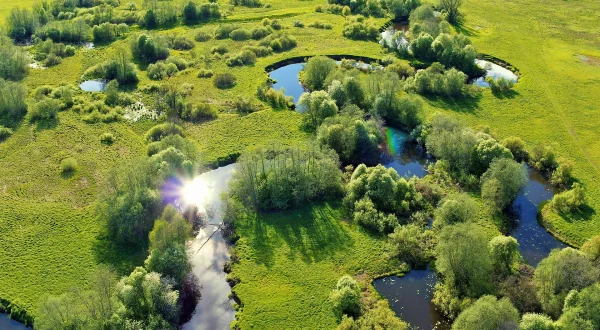 Los Matsalu: Divlji divovi Baltika