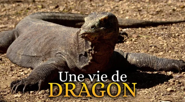 Une vie de dragon
