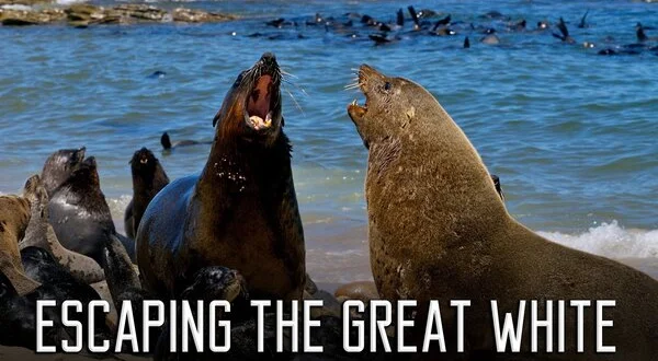 Escaping the Great White