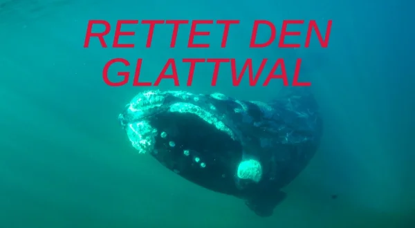 Rettet den Glattwal