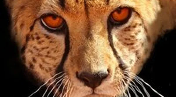 Big Cats: An Amazing Animal Family