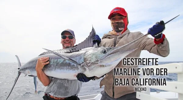 Gestreifte Marline vor der Baja California - Mexiko