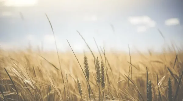 Agrinet: Il futuro in campo