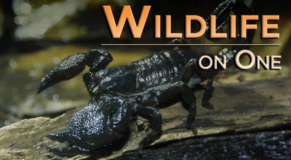 Wildlife on One