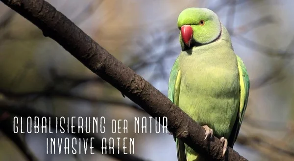 Globalisierung der Natur: Invasive Arten