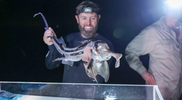 Alien Sharks – Australiens giftige Haie