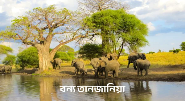 वाइल्ड तंजानिया