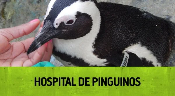 Hospital de pingüinos