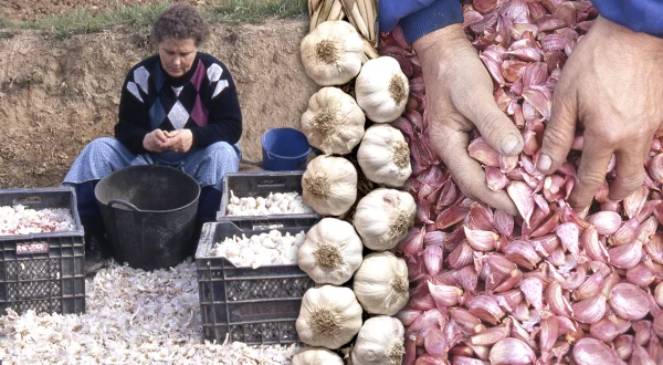 Los ajos. Siembra, cultivo, aventado y trenzado tradicional de este alimento