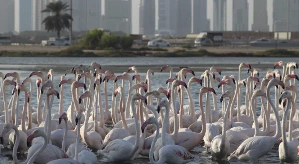 Wild Dubai