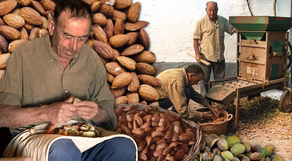 Las almendras. Vareo manual del árbol, recogida del fruto, técnicas de pelado y secado al sol