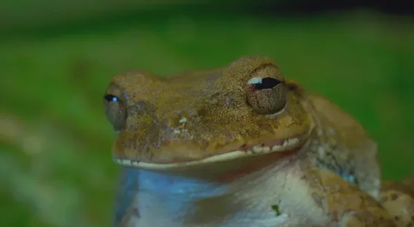 Nigel Marven's Wild Central America