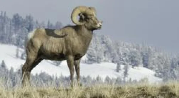 Diarios de Yellowstone