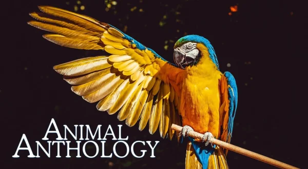 Animal Anthology