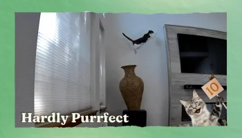 Judgy Cat