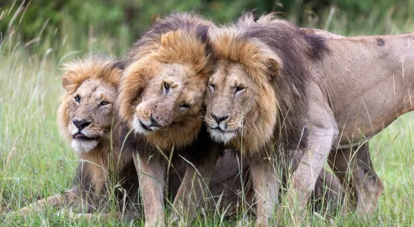 Lion – Die Löwen-Saga