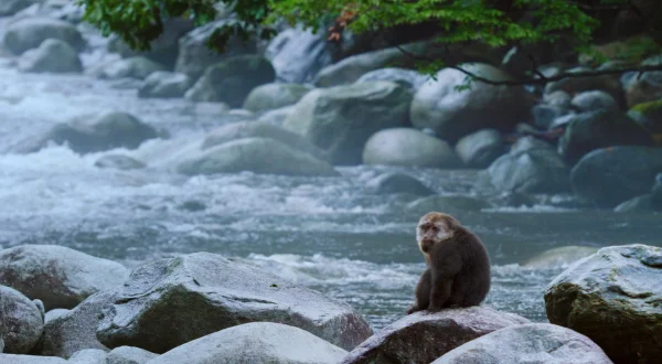 Μυστικά της Αγριας Φύσης της Κίνας | China's Wild Secrets