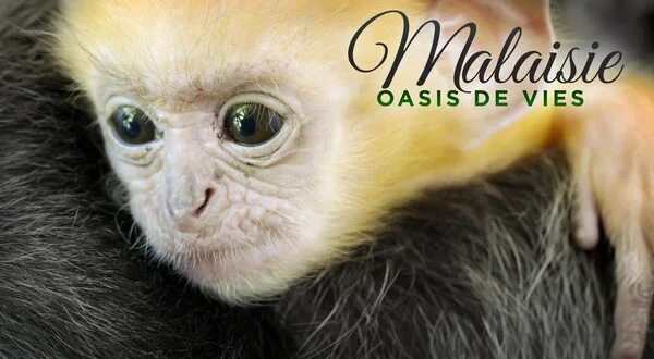 Malaisie, oasis de vies
