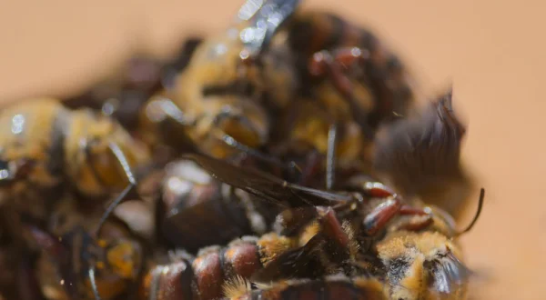 Die geheimnisvolle Welt der Bienen