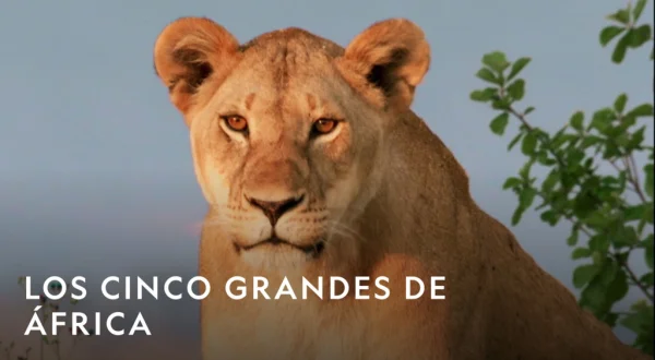 Los cinco grandes de África