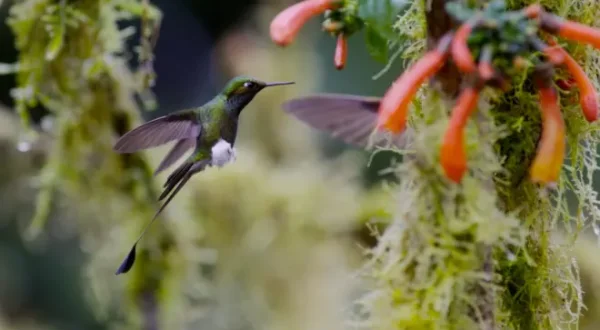 Les survivants ultimes de la nature