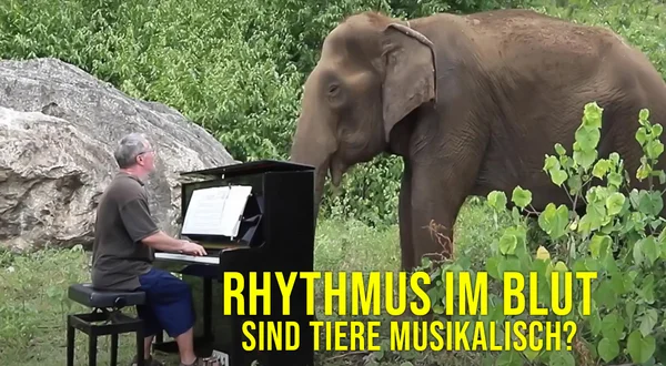 Rhythmus im Blut - Sind Tiere musikalisch?