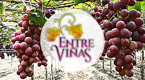 Entre viñas