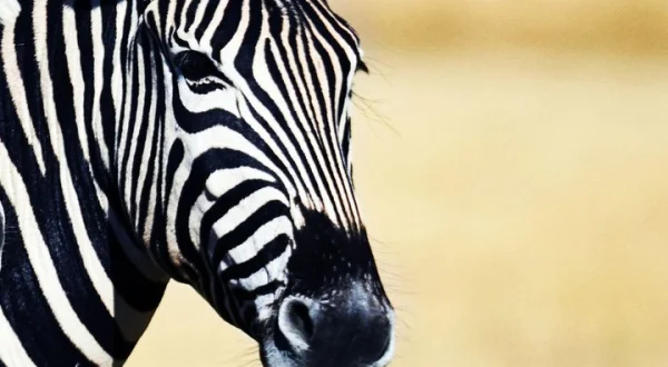 SURVIVING THE SERENGETI - RE-VERSIONED