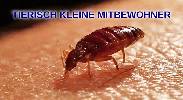 Tierisch kleine Mitbewohner