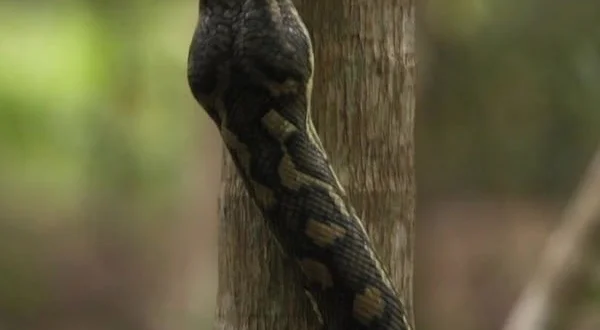 Australia: A caccia di serpenti